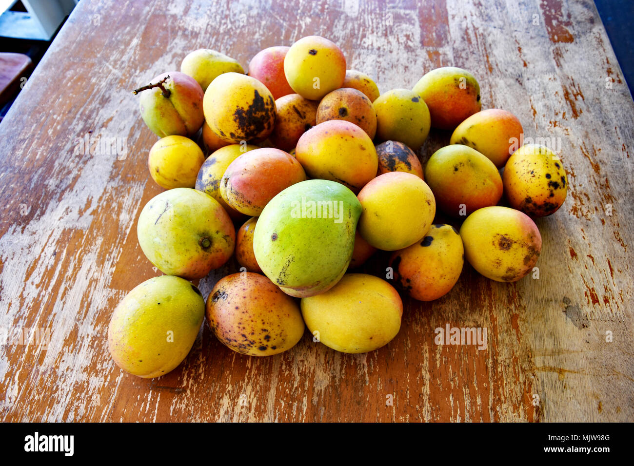 MANGOS PICKED AND READY TO EAT Stock Photo Alamy