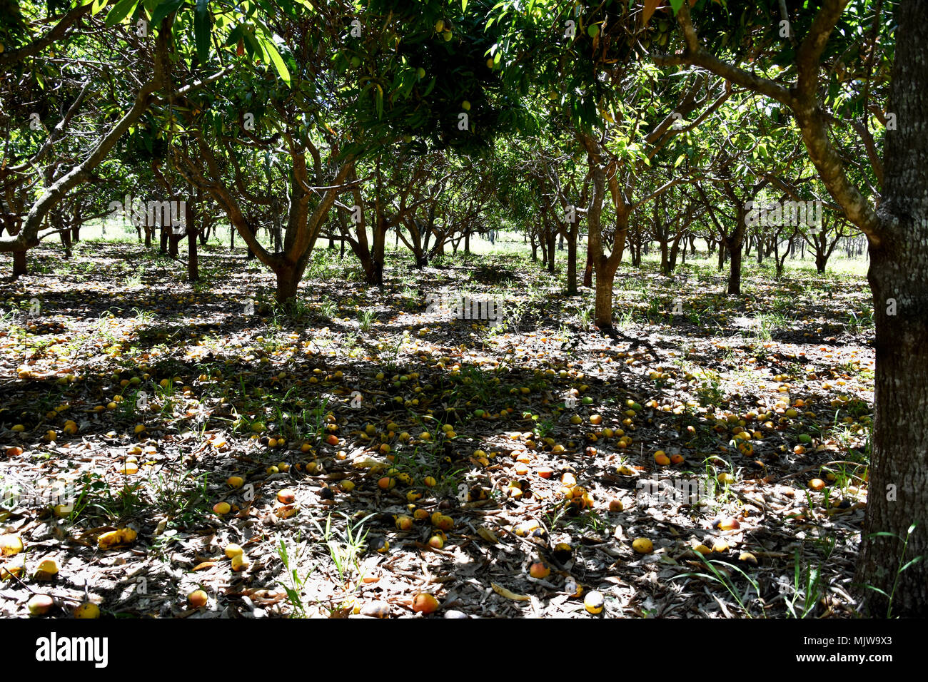 Rotting mango hi-res stock photography and images - Alamy