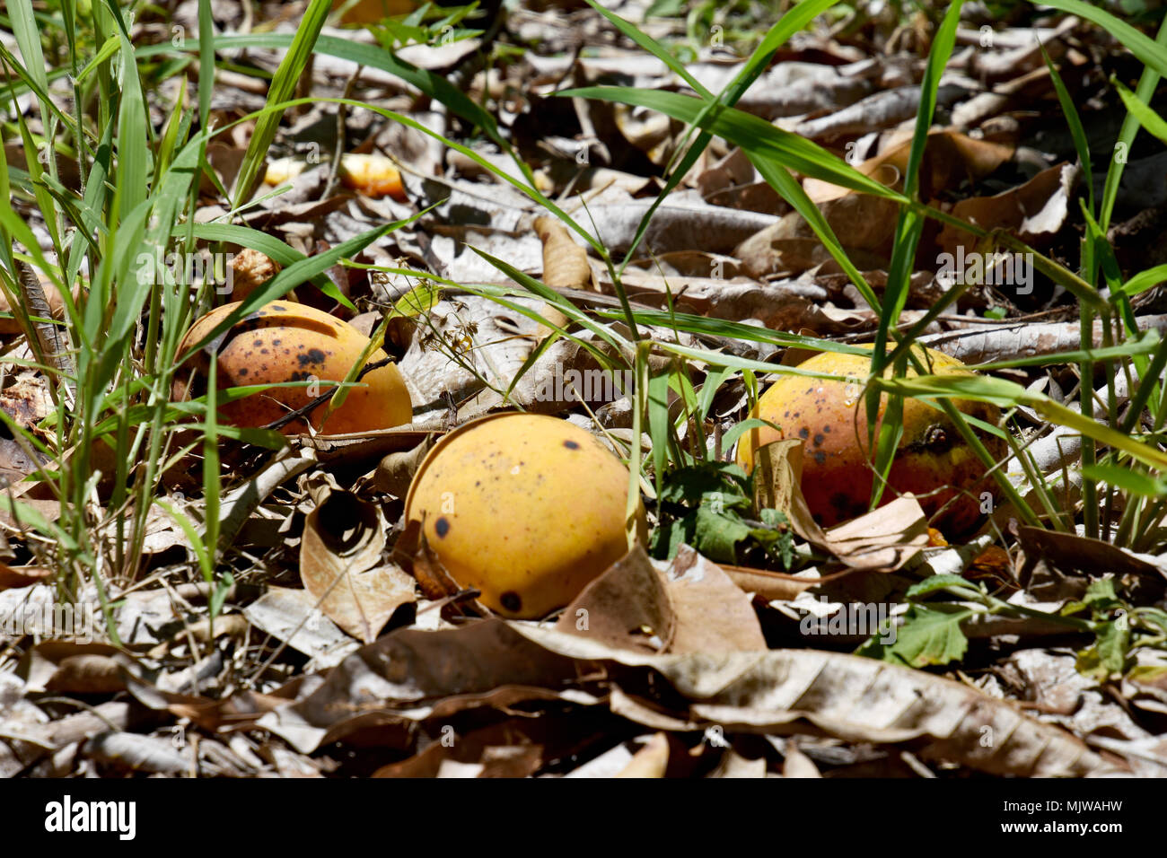 top view two pieces rotten mangos close up on a white background Stock  Photo - Alamy