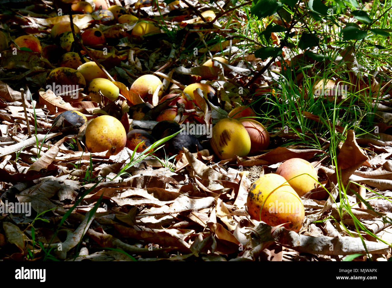 top view two pieces rotten mangos close up on a white background Stock  Photo - Alamy