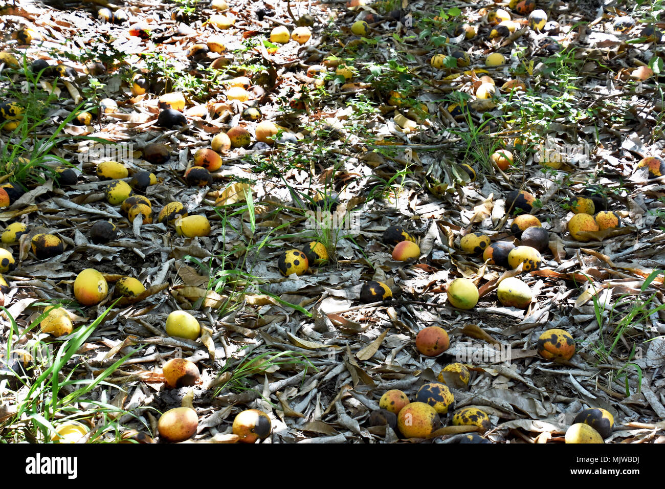 top view two pieces rotten mangos close up on a white background Stock  Photo - Alamy