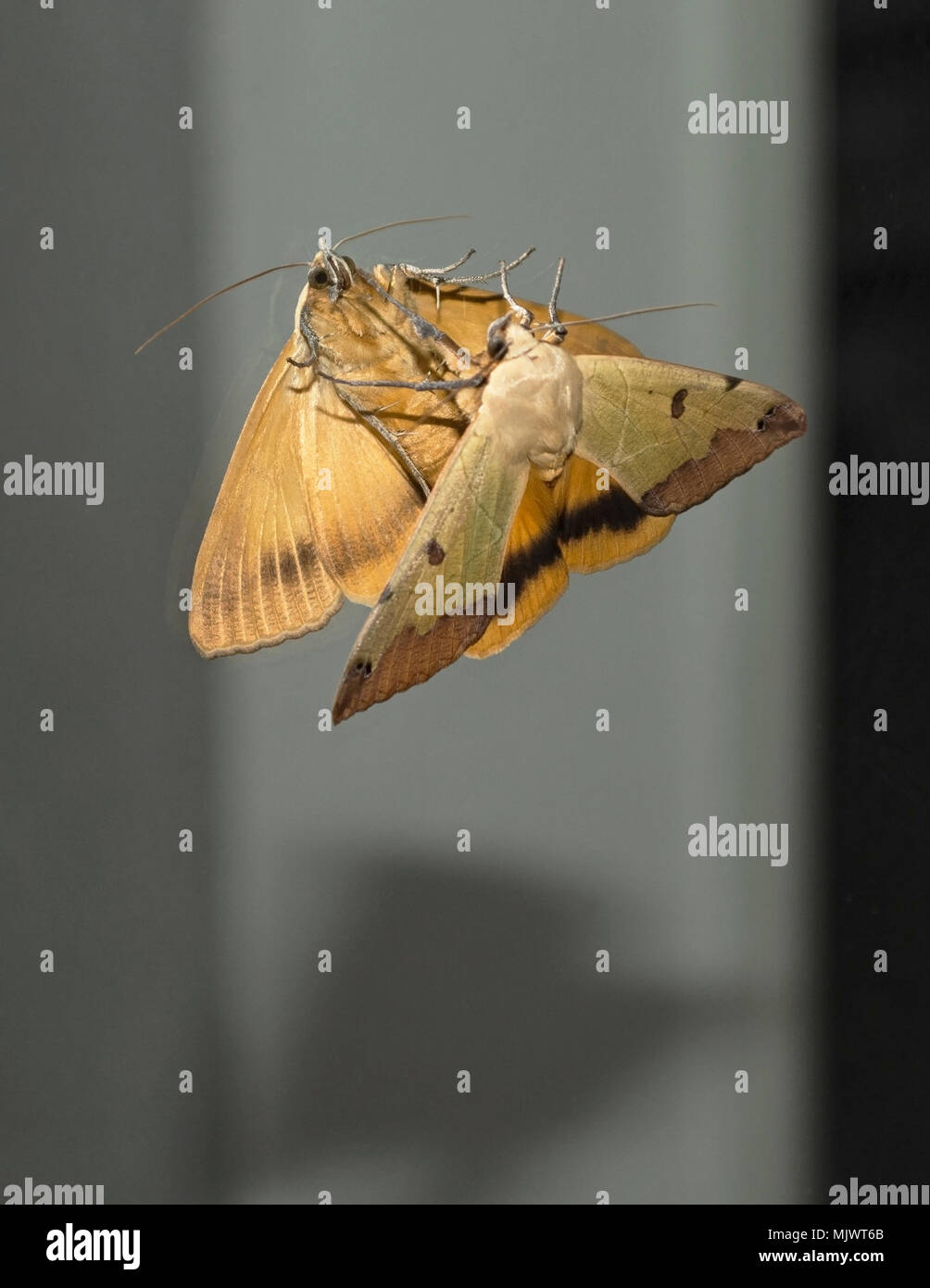 Israel Native Insects Insects Of Israel High Resolution Stock Photography and Images - Alamy