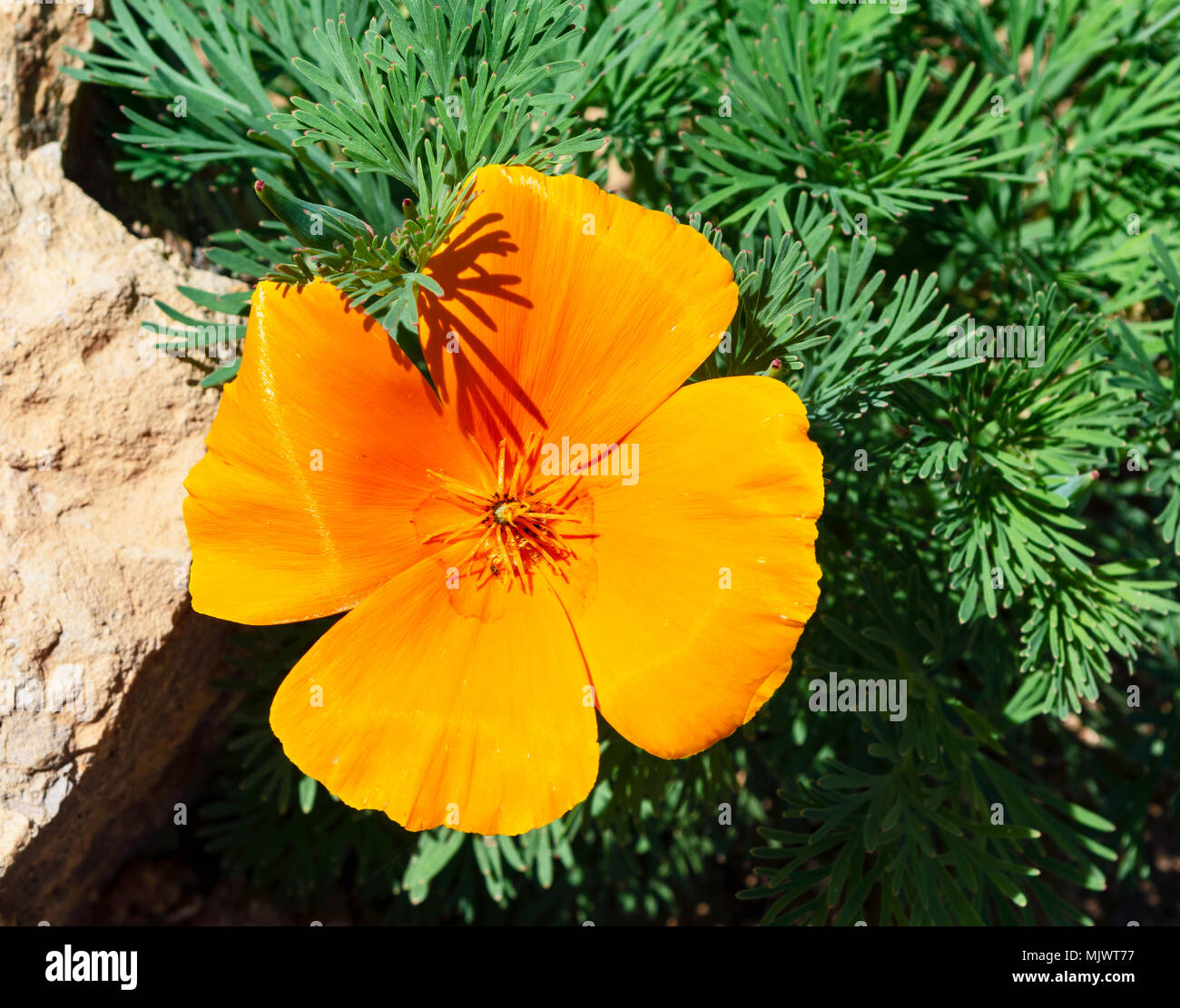 a bright orange california poppy flower and leaves next to a beige rock Stock Photo