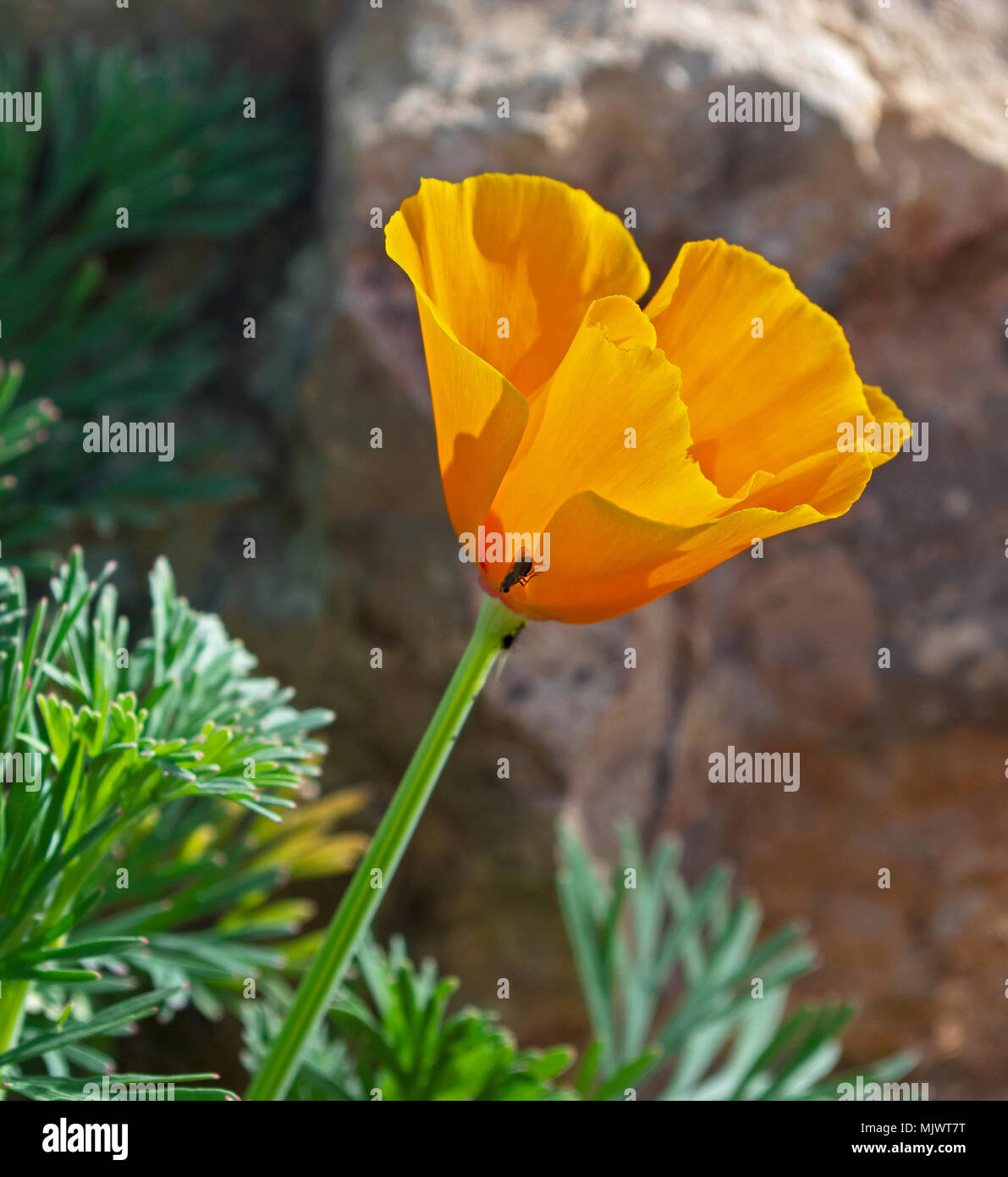 profile of a gold California poppy flower and a tiny fly with a desert rock in the background Stock Photo