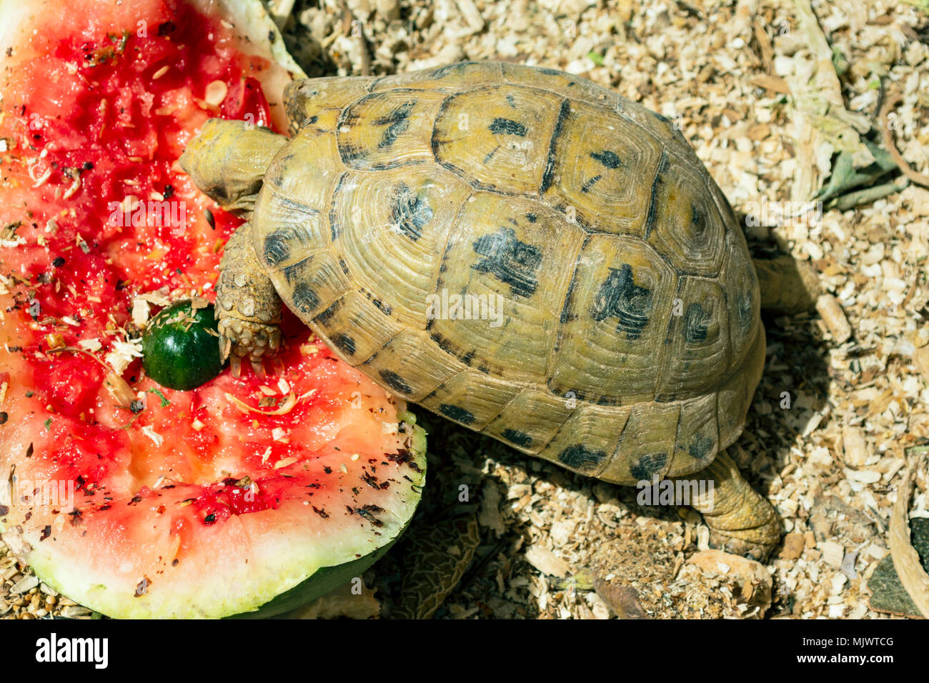 a common tortoise eating watermelon in a terrarium Stock Photo
