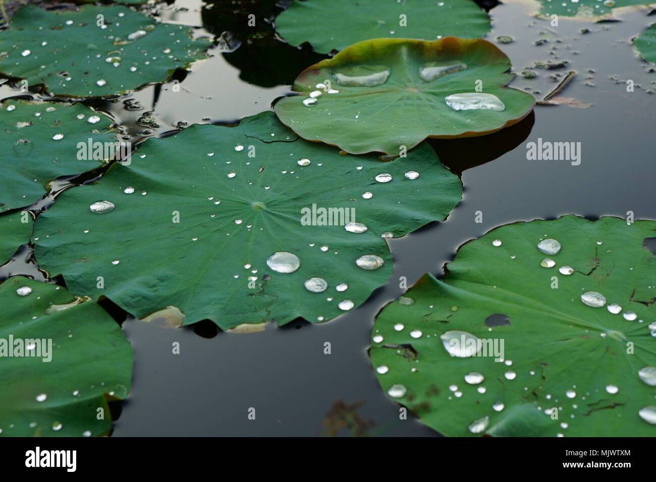 Lotus leaf with water droplets on them Stock Photo