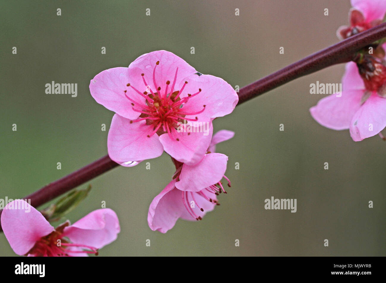 pink peach blossom and red bark Latin name prunus persica family rosaceae in Italy state symbol of Alabama, Delaware, Georgia and South Carolina Stock Photo