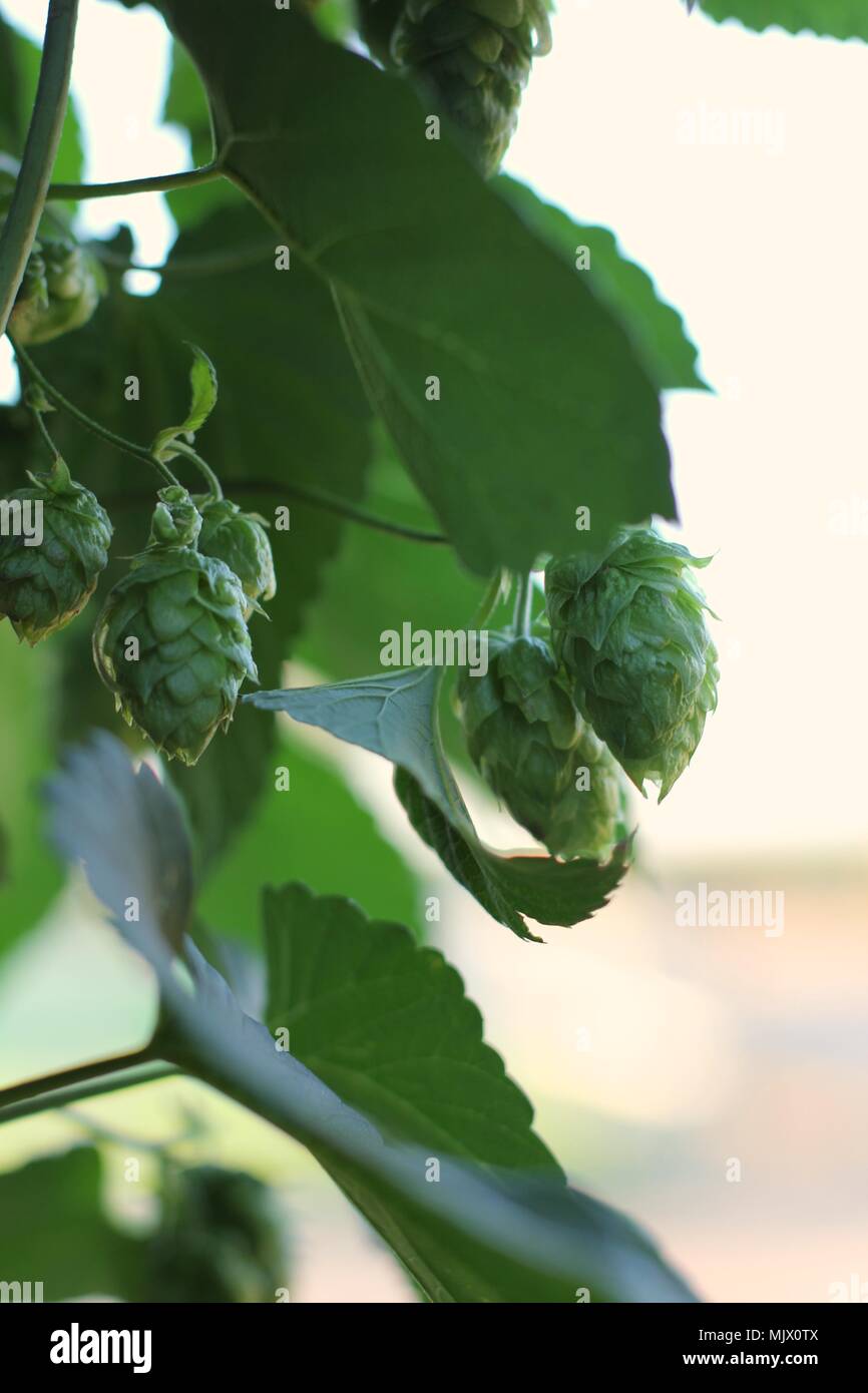 Yakima Valley Hop Hi res Stock Photography And Images Alamy