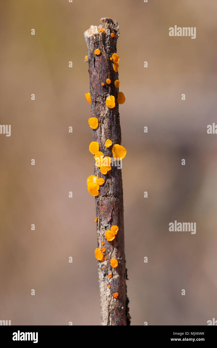Yellow spot jelly fungi Stock Photo