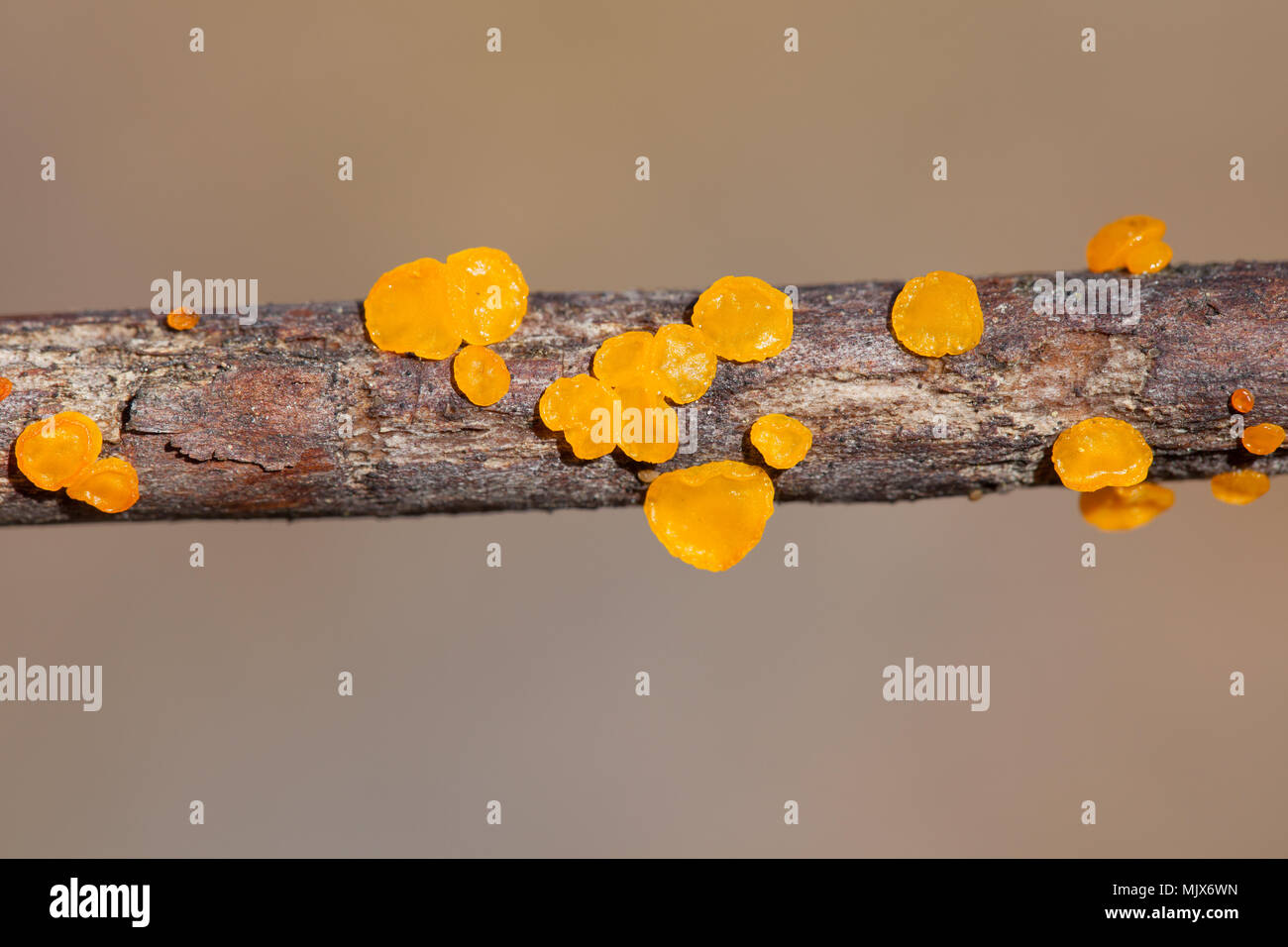 Yellow spot jelly fungi Stock Photo