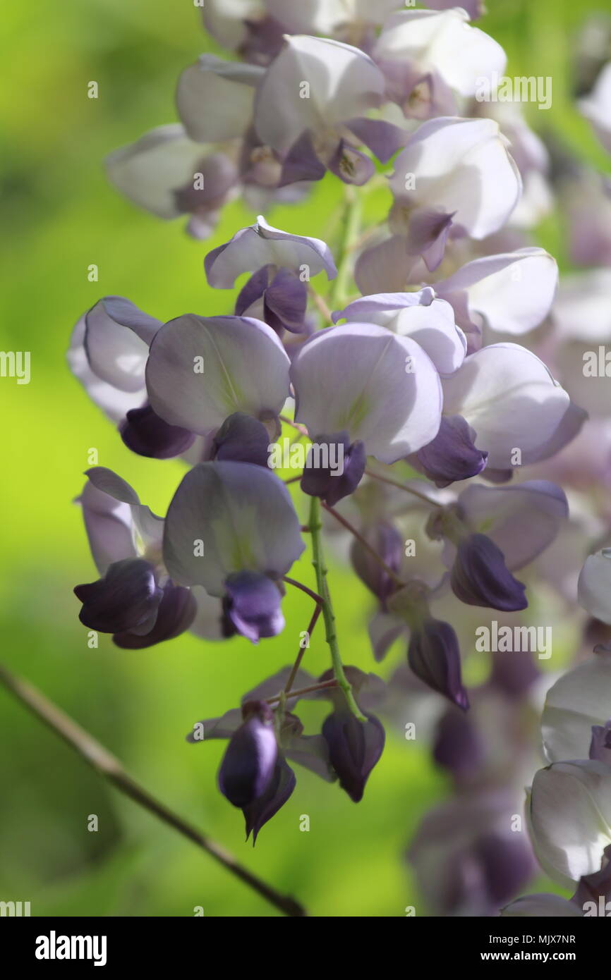 Purple tropical hi-res stock photography and images - Alamy