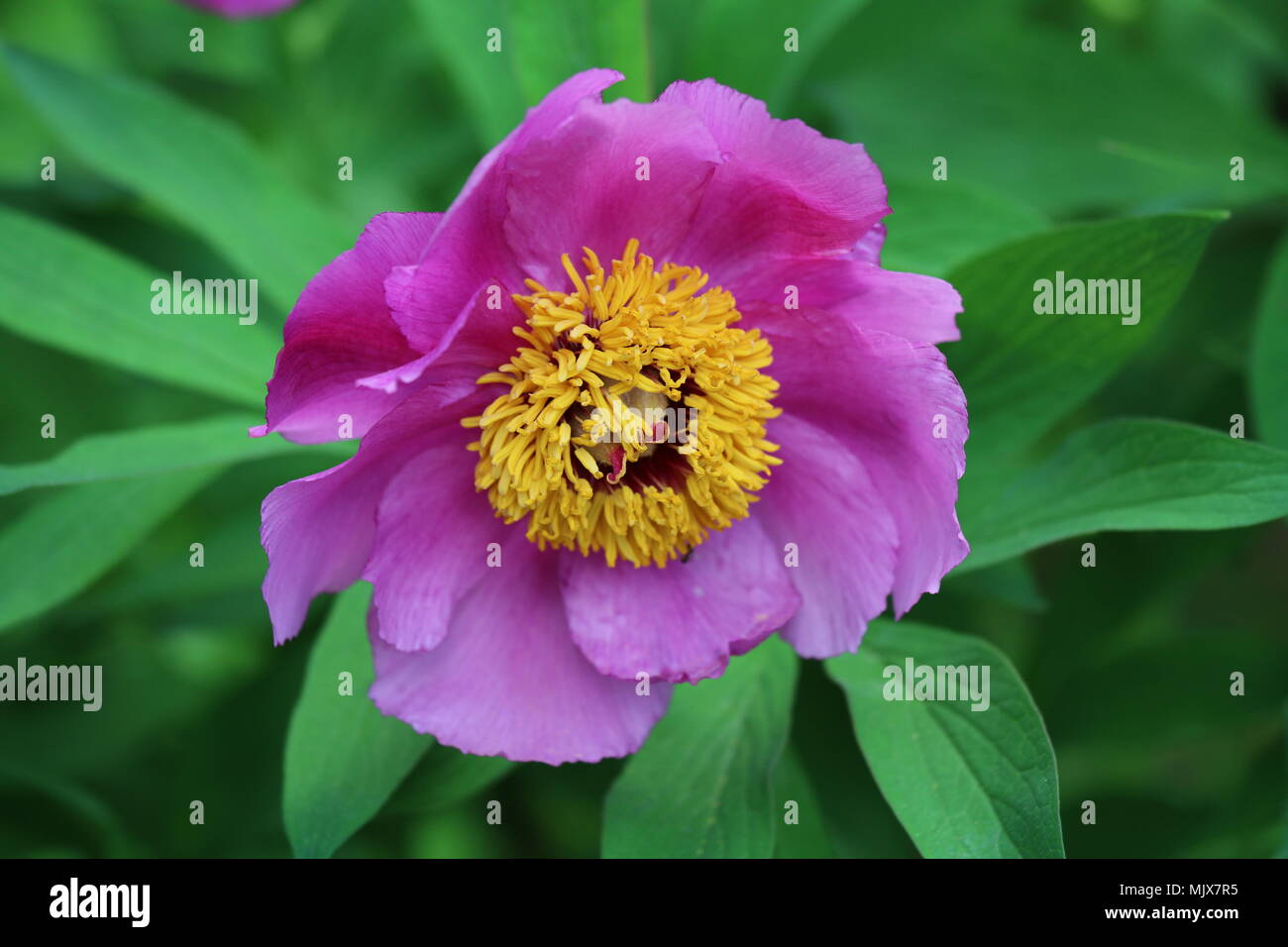 Tropical plants and flowers hi-res stock photography and images - Alamy