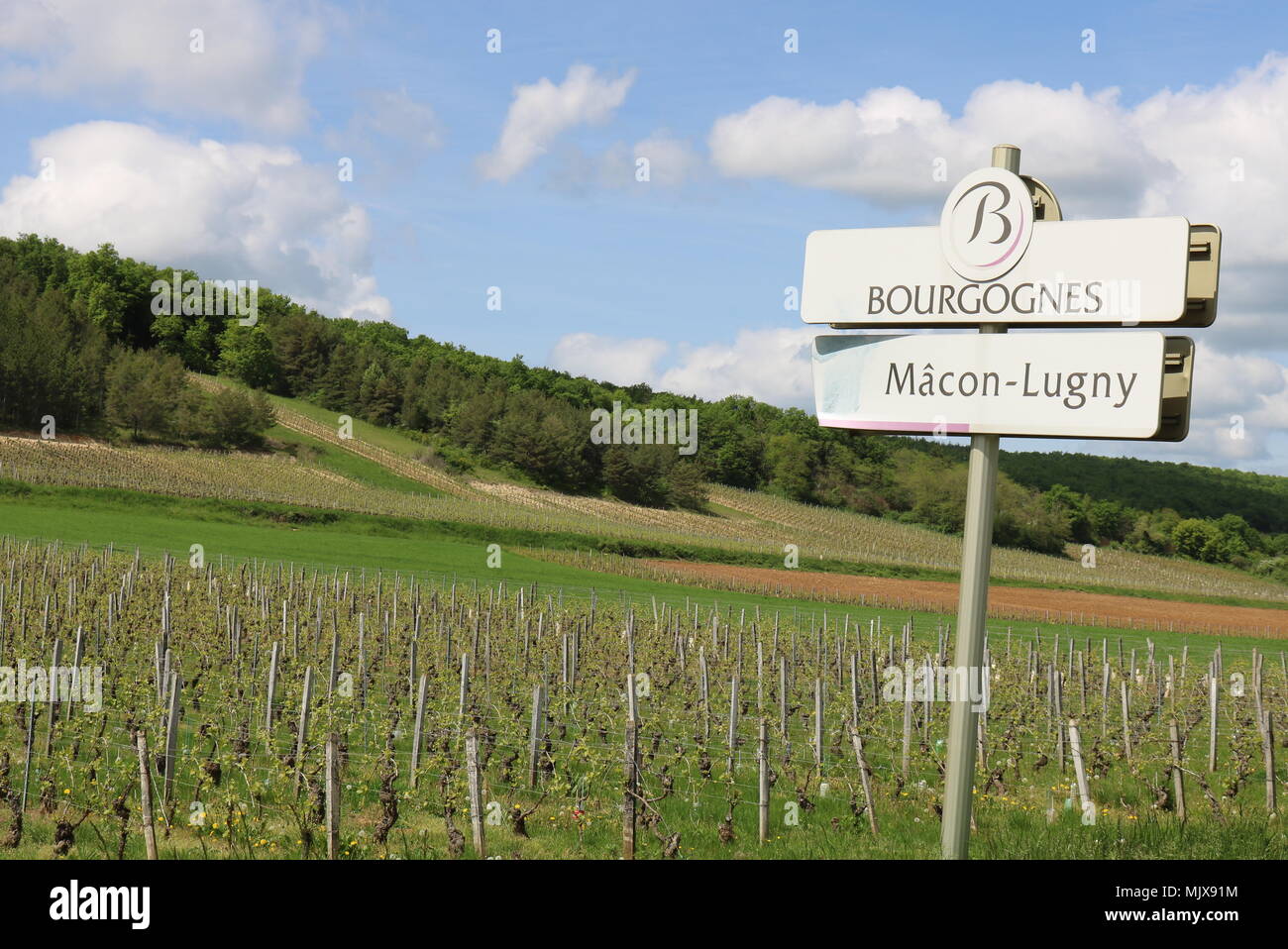 Vines growing in Macon Lugny, Bourgogne France and the sign showing the wine area Stock Photo