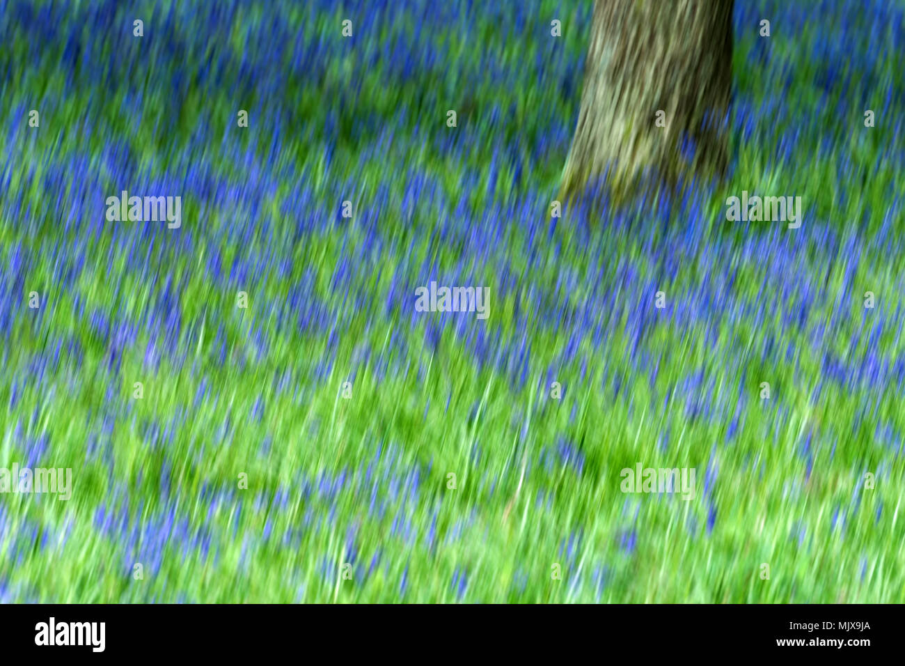 Abstract of bluebell Stock Photo - Alamy