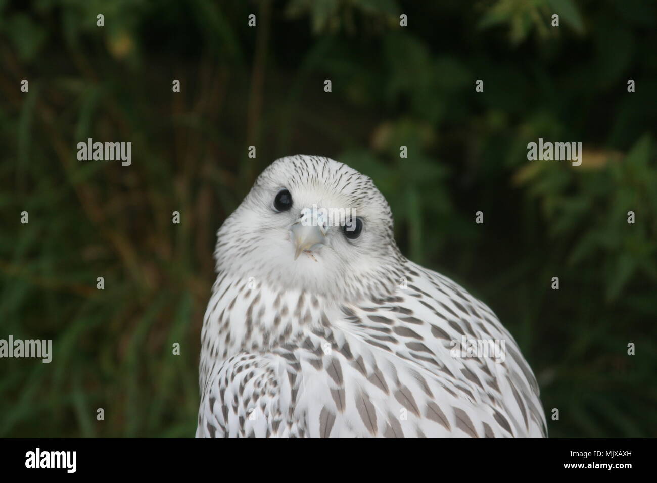 Eagle Heights Wildlife Foundation Show Photos Stock Photo