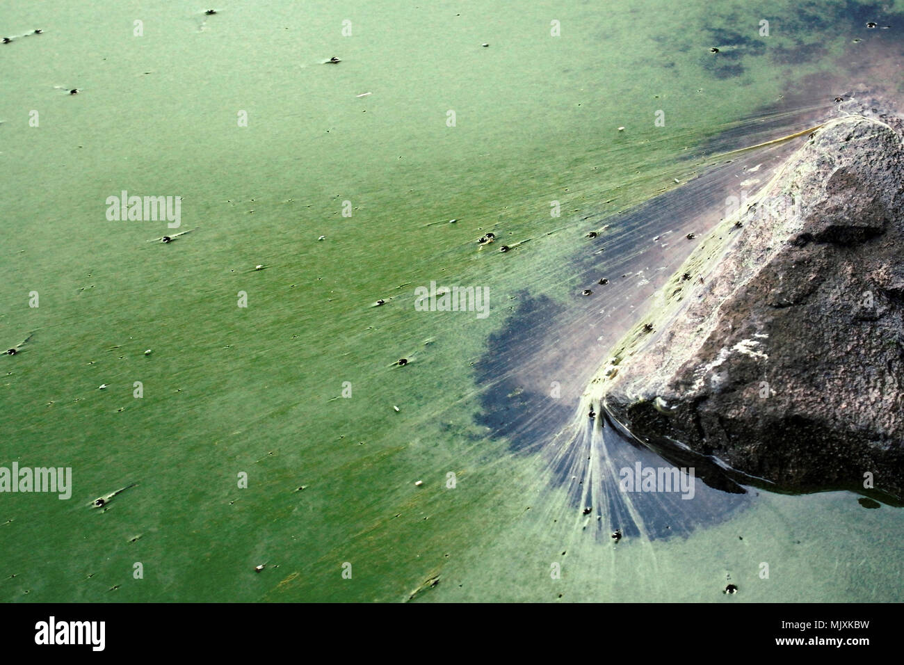 Blanket film formed on surface of water due to algae bloom, cyanobacteriae. Deficiency of oxygen, air hunger Stock Photo