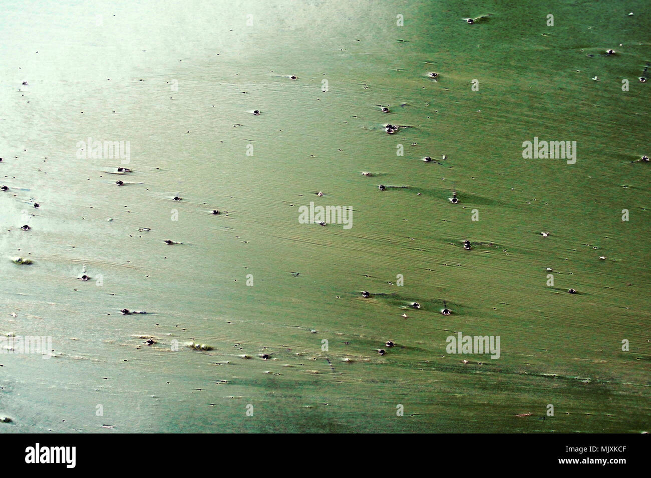 mass of dead algae formed on surface of water due to algae bloom. Deficiency of oxygen, air hunger Stock Photo
