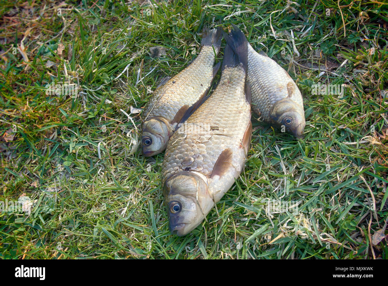 Fishing for white carp, Prussian carp, crucian carp in north ponds