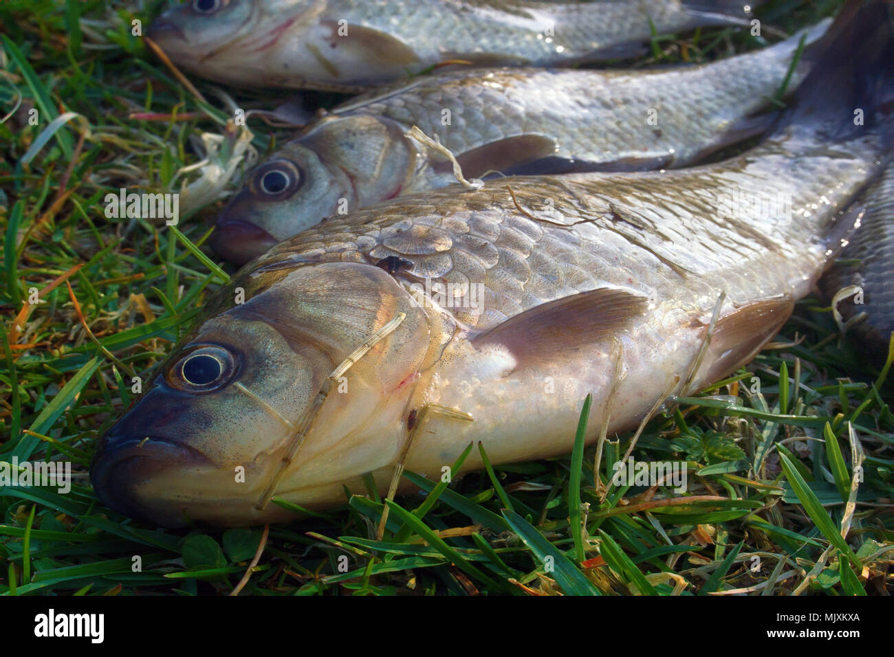 Fishing for white carp, Prussian carp, crucian carp in north ponds ...