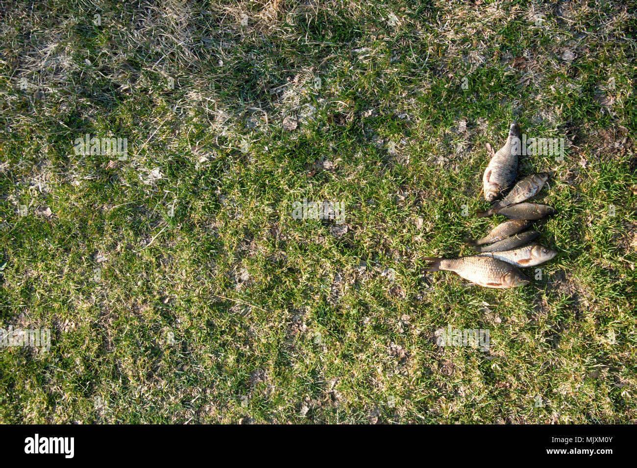 Fishing for white carp, Prussian carp, crucian carp in north ponds