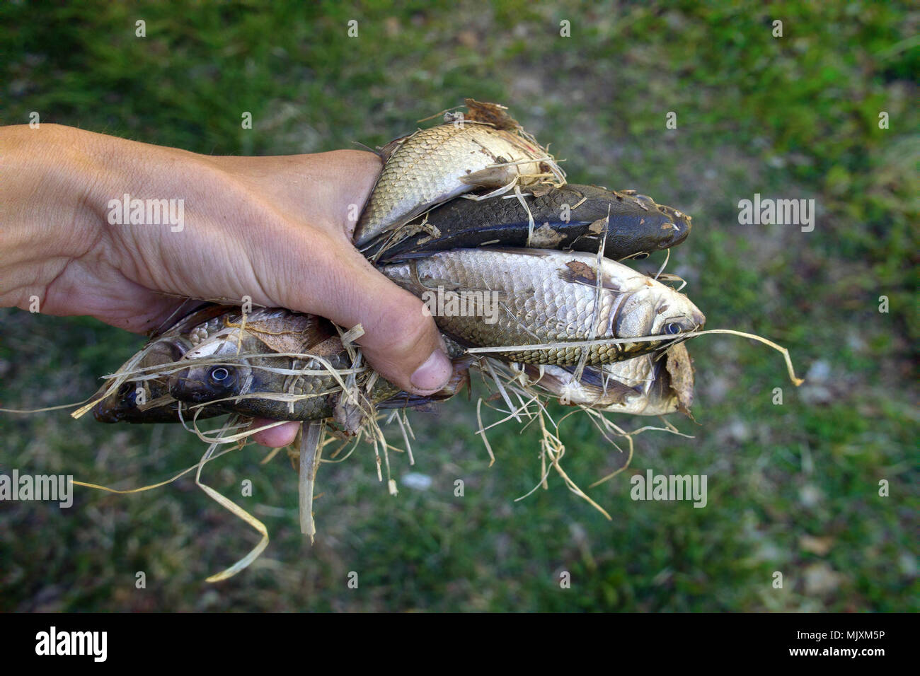 Fishing for white carp, Prussian carp, crucian carp in north ponds