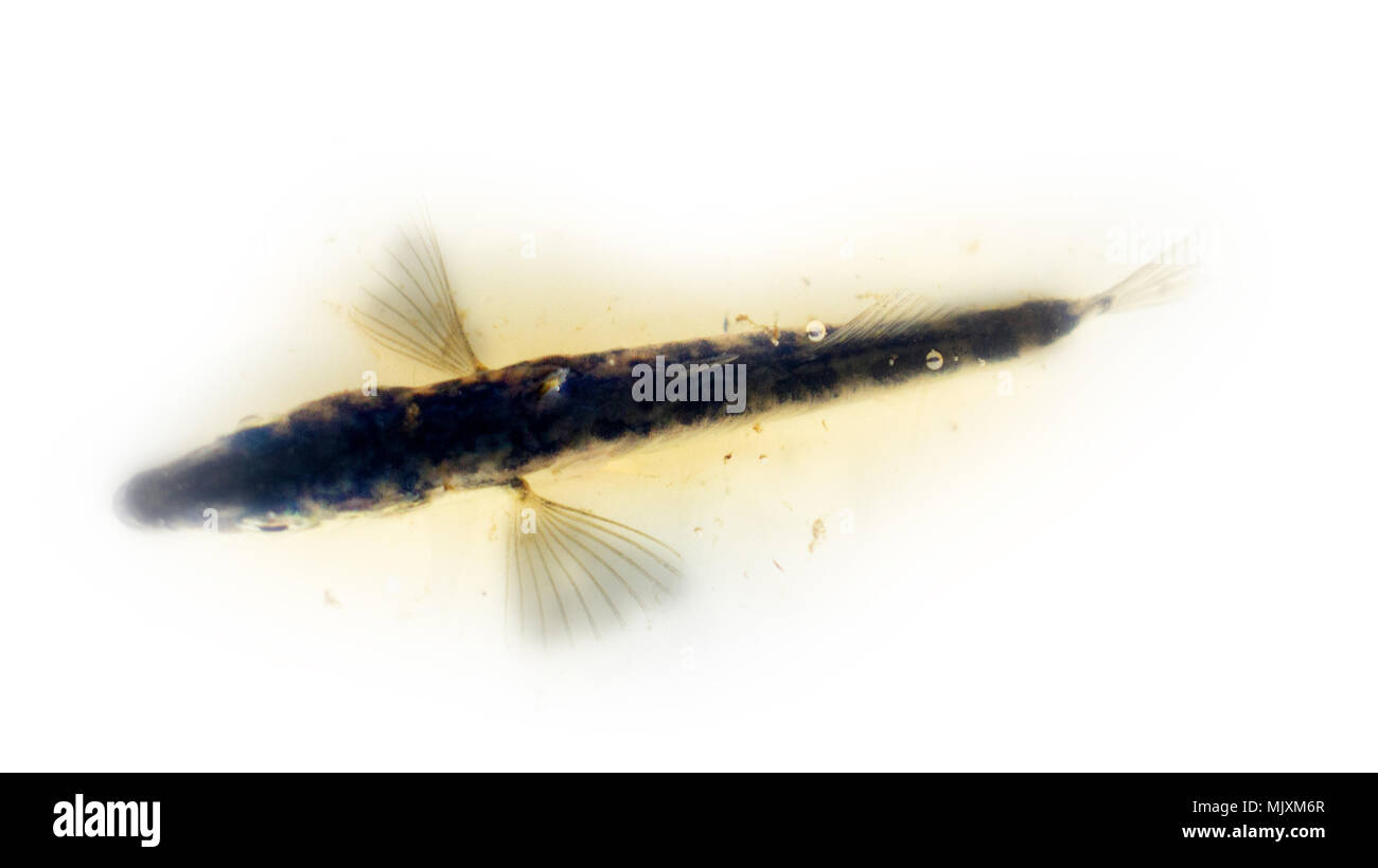 Ichthyology, fish species. Three-spined stickleback, (tidder, Gasterosteus aculeatus), winter, nonbreeding plumage fish, game fish, males are nest and Stock Photo