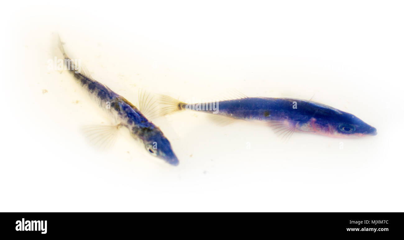 Ichthyology, fish species. Three-spined stickleback (tidder, Gasterosteus aculeatus), winter, nonbreeding plumage fish, game fish, males are nest and  Stock Photo