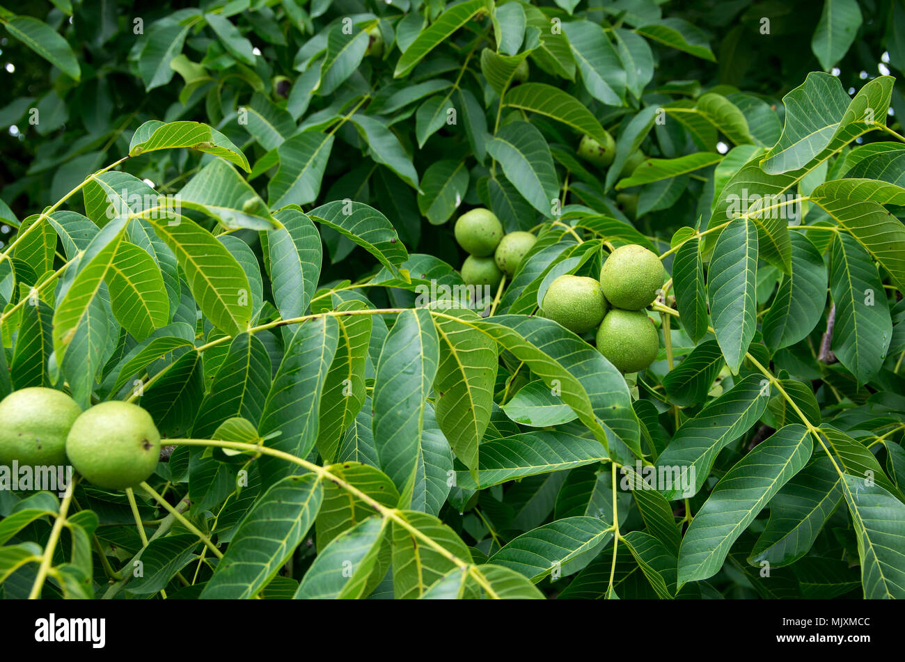 Eastern Black Walnuts Stock Photo