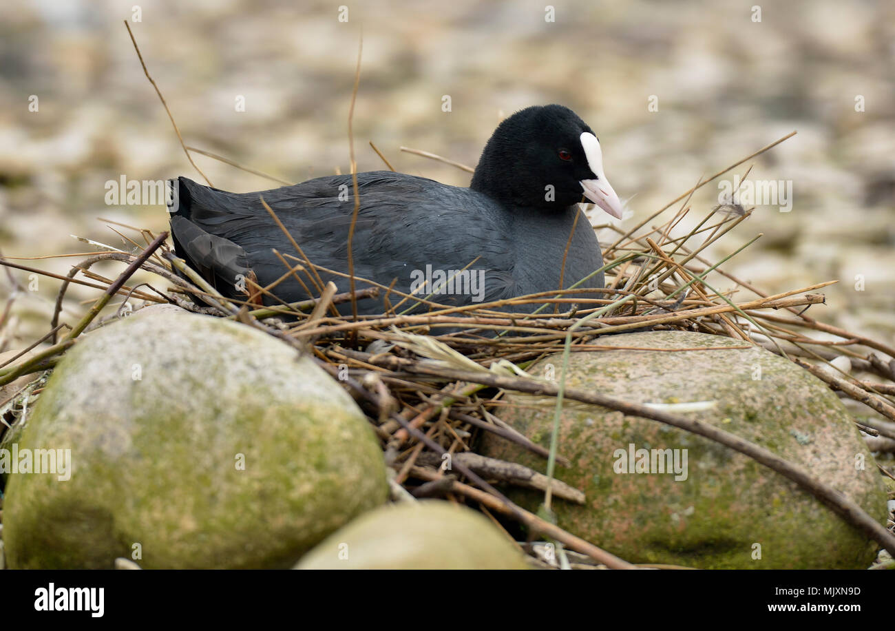 Common Coot Fulica atra Sitting on nest in rocks Stock Photo Alamy