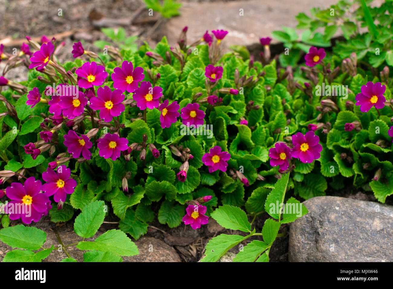 flowering pink primula primroses primula vulgaris bright pink perennial primrose or primula in the spring garden the beautiful colors primrose prim - Prim Garden flowering pink primula primroses primula vulgaris bright pink perennial primrose or primula in the spring garden the beautiful colors primrose prim - Prim Garden