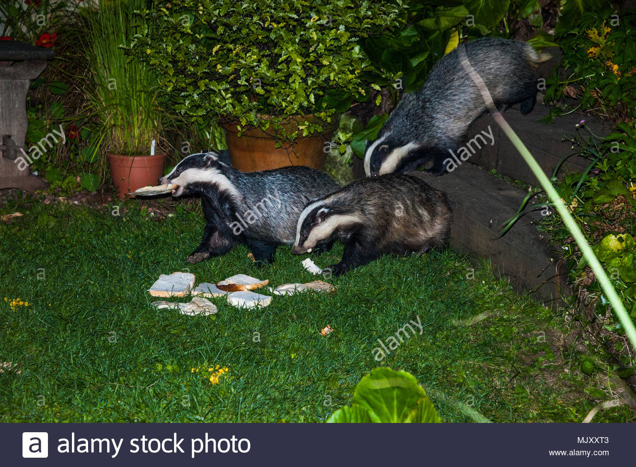 Badgers In England High Resolution Stock Photography and Images Alamy
