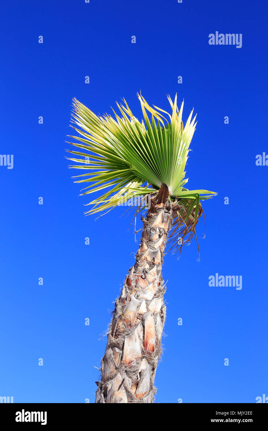One palm tree isolated on blue clear sky. Stock Photo