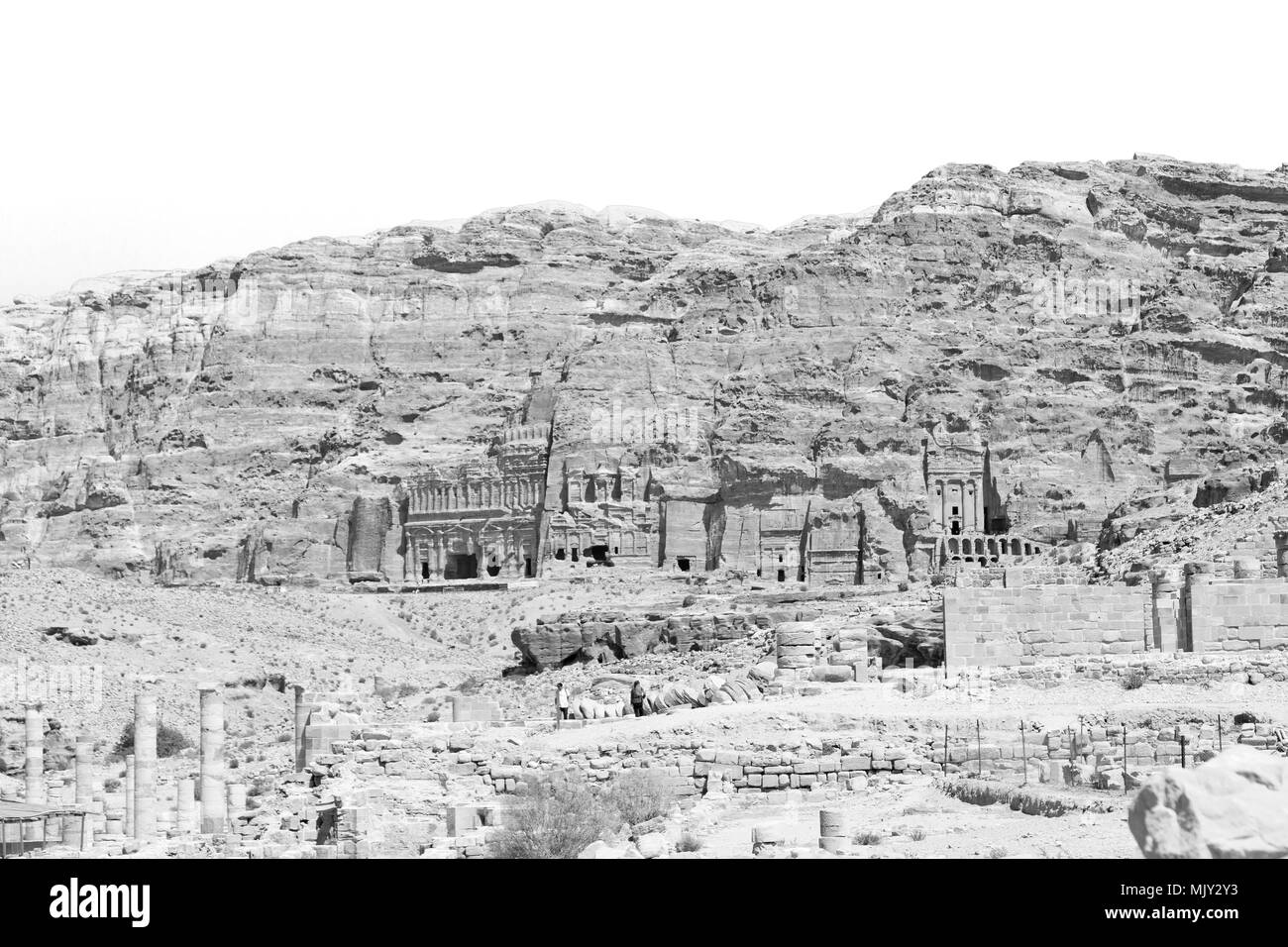 Middle east desert flower Black and White Stock Photos & Images - Alamy