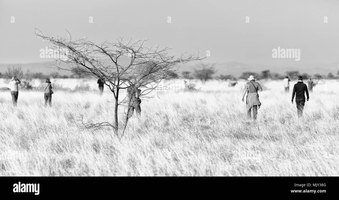 in   ethiopia africa  in the  national park tourist looking for wild animals Stock Photo