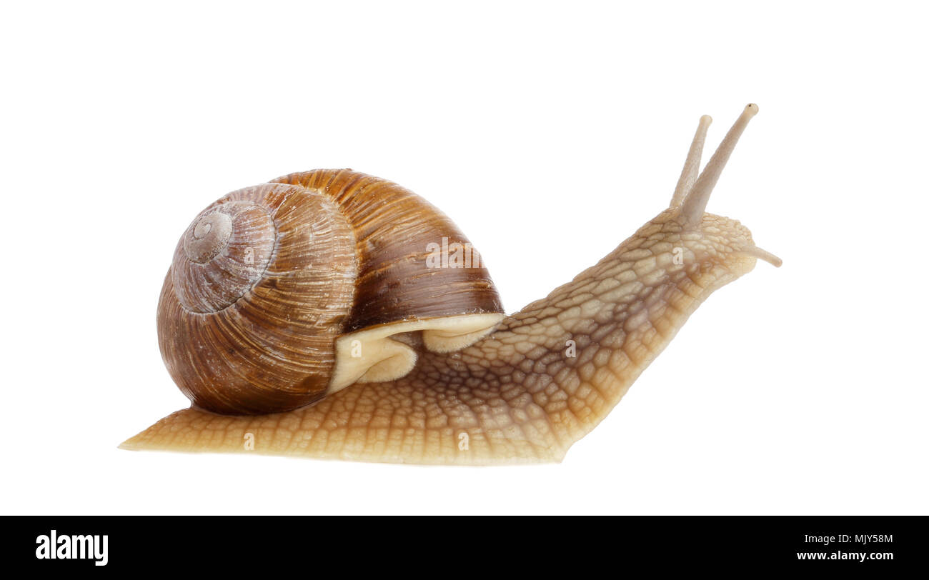 Burgundy snail (Helix pomatiaside view isolated on white. Stock Photo