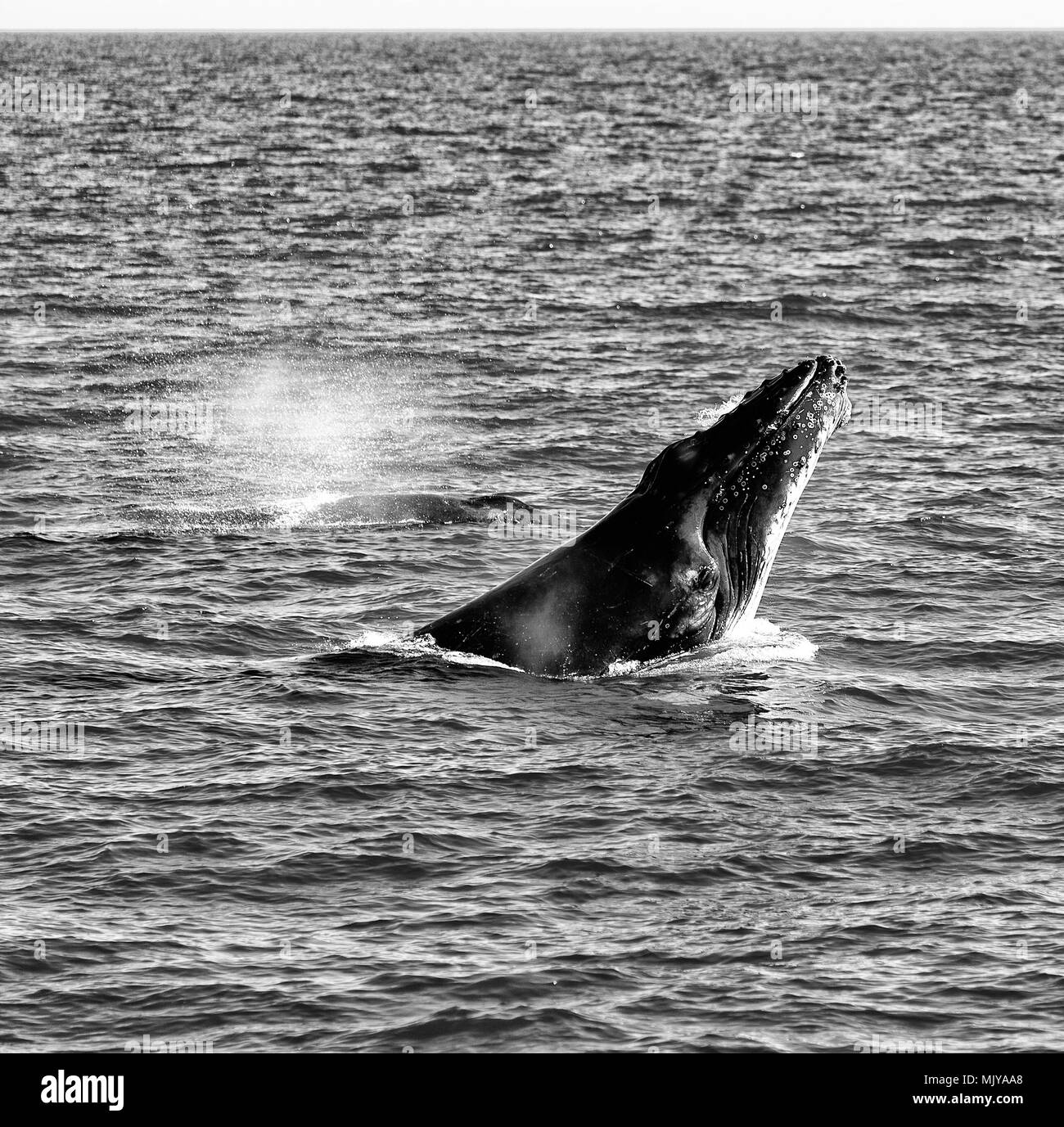 Humpback whale breaching australia Black and White Stock Photos ...