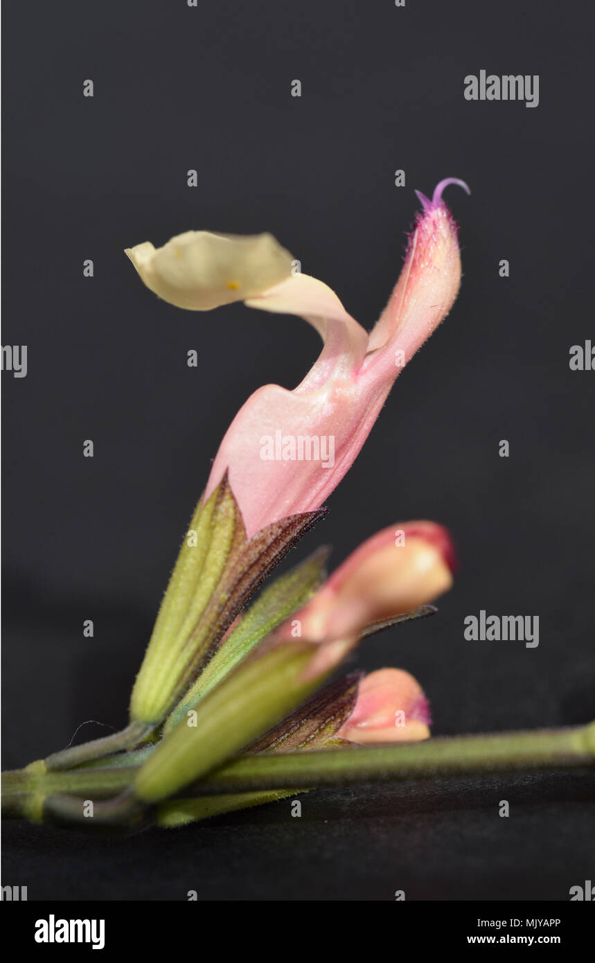 Salvia microphylla 'Trelawny' flower buds Stock Photo