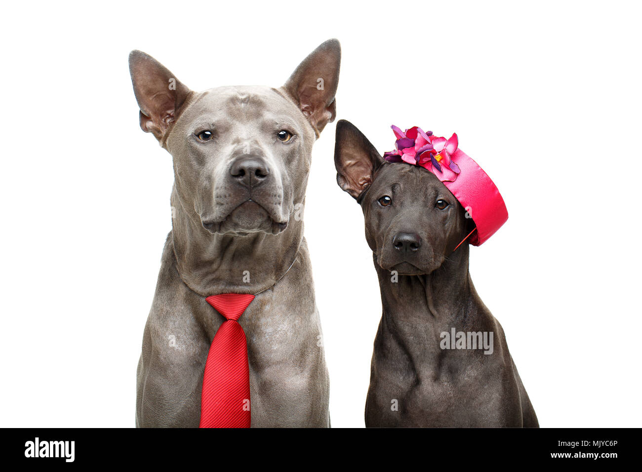 Beautiful Thai Ridgeback Dogs With Super Short Fur Hair In Hat And