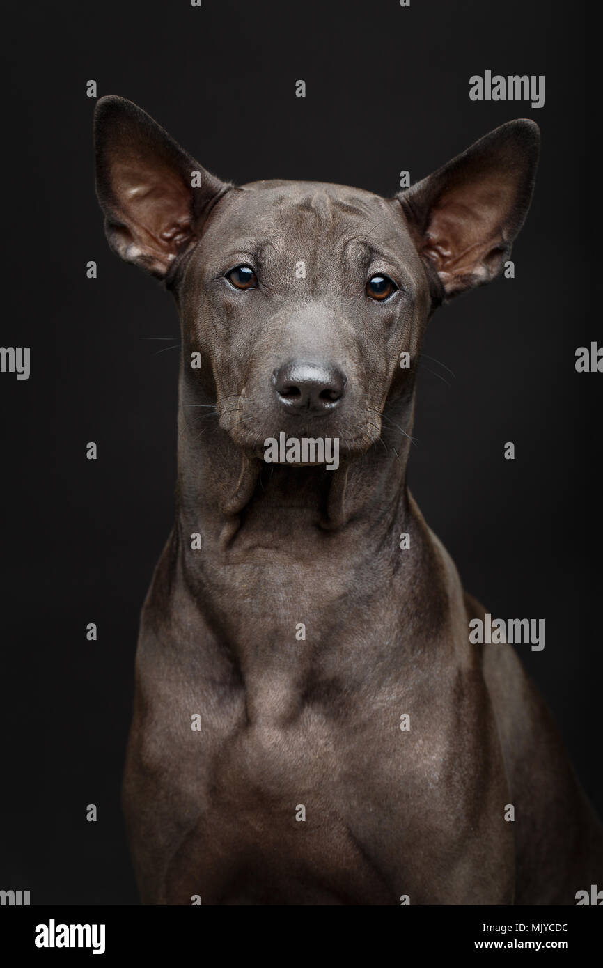 Beautiful Black Thai Ridgeback Puppy Dog With Super Short Fur Hair