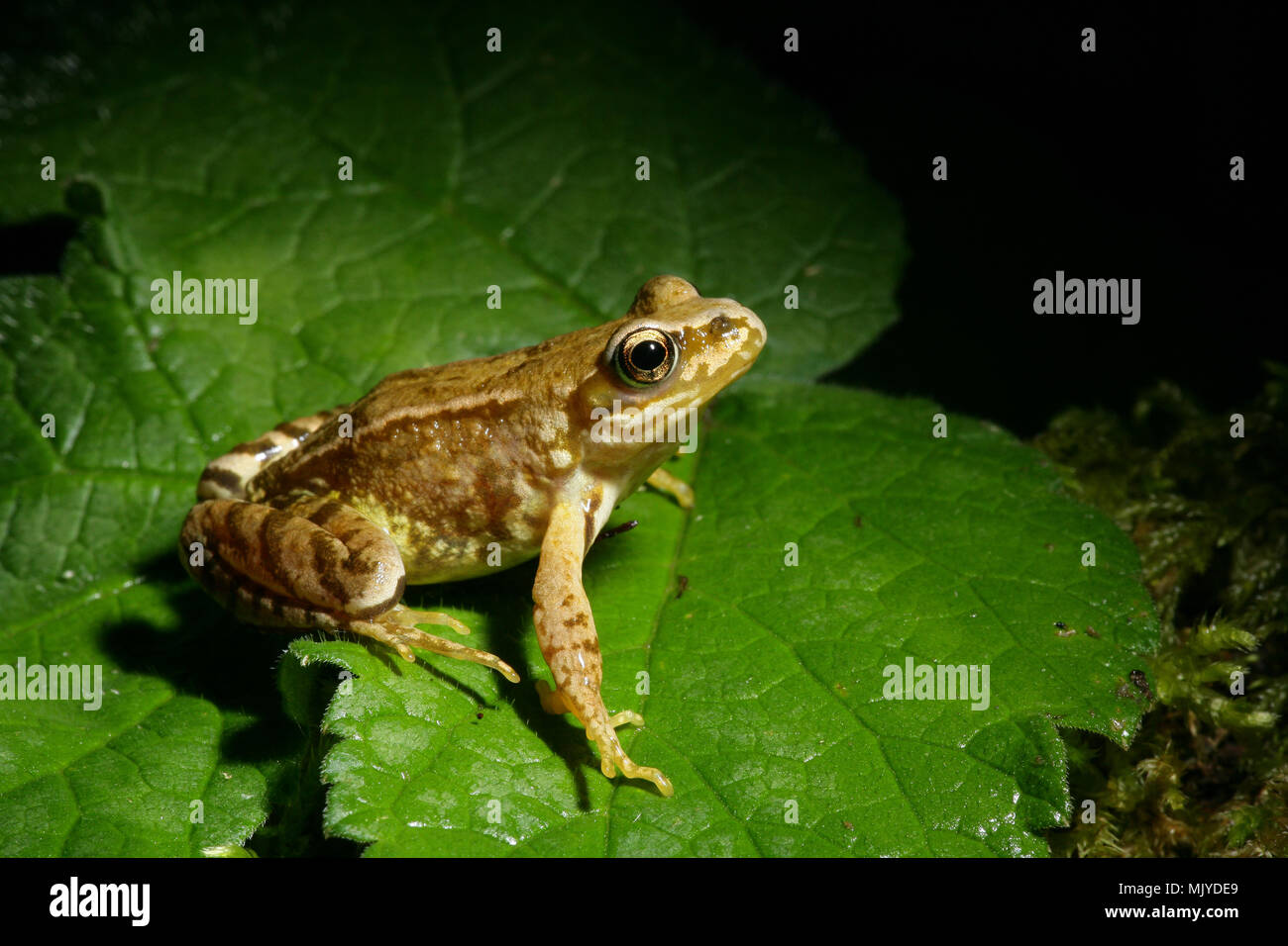 A common frog Rana temporaria photographed in Dorset England UK Stock