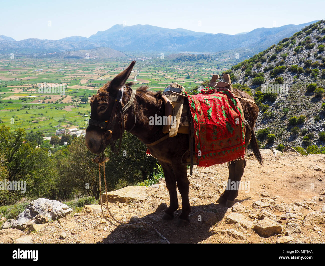 A donkey in summer mountains, the Greek island of Crete island Stock ...