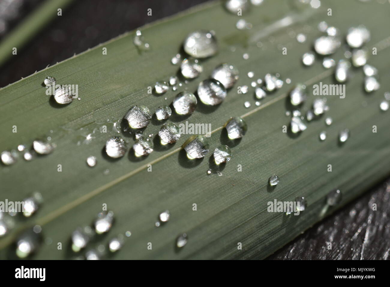 raindrops on leaf Stock Photo