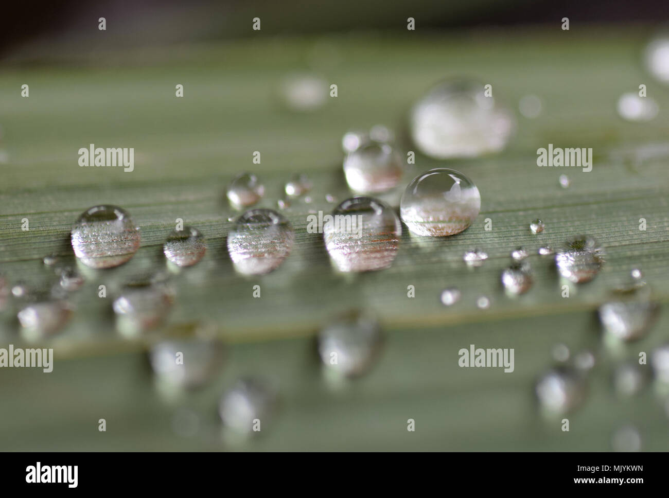 raindrops on leaf Stock Photo