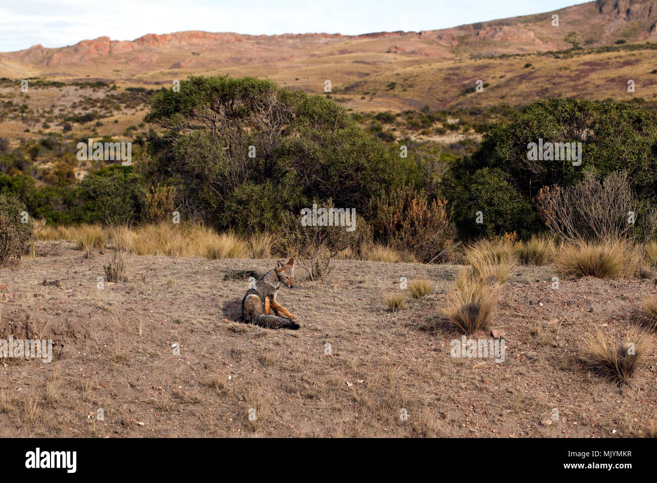 South American Gray Fox Lycalopex Griseus In Its Habitat Patagonia Argentina South America Zorro Stock Photo Alamy