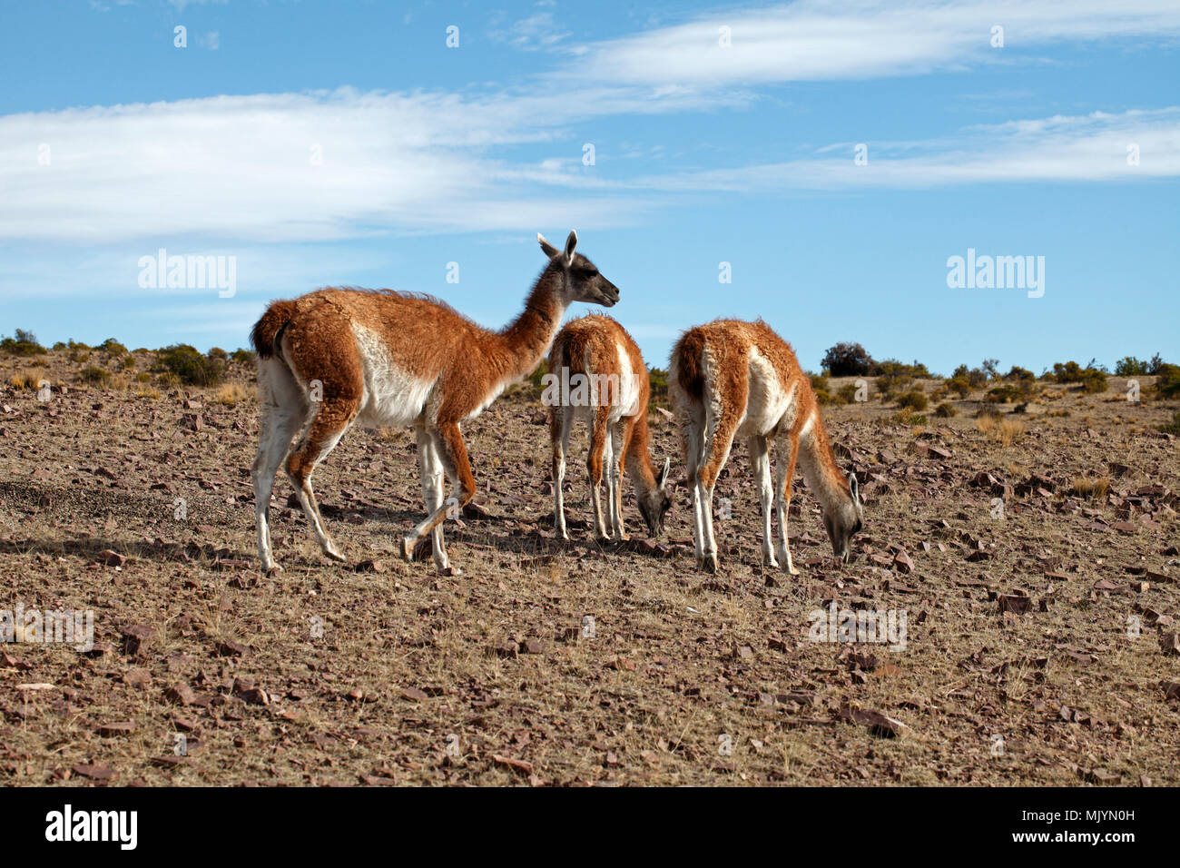 Mother and two young guanacos. Patagonian habitat, desert rocks and scrubland. Stock Photo