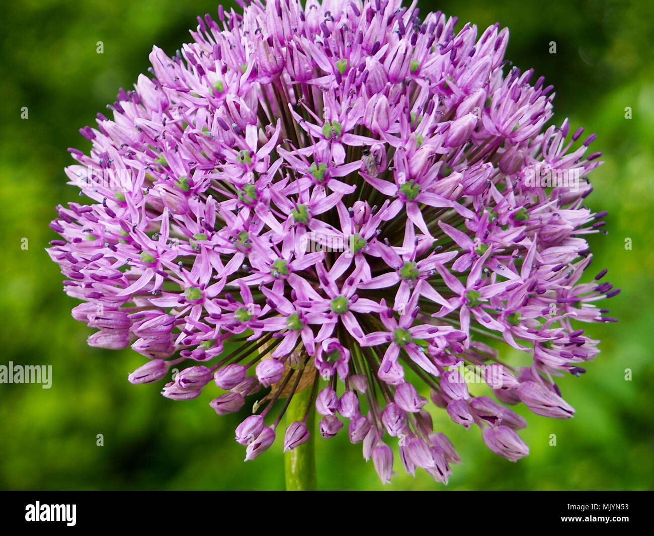 Pink beautiful flowers in the garden, group of flower Stock Photo Alamy