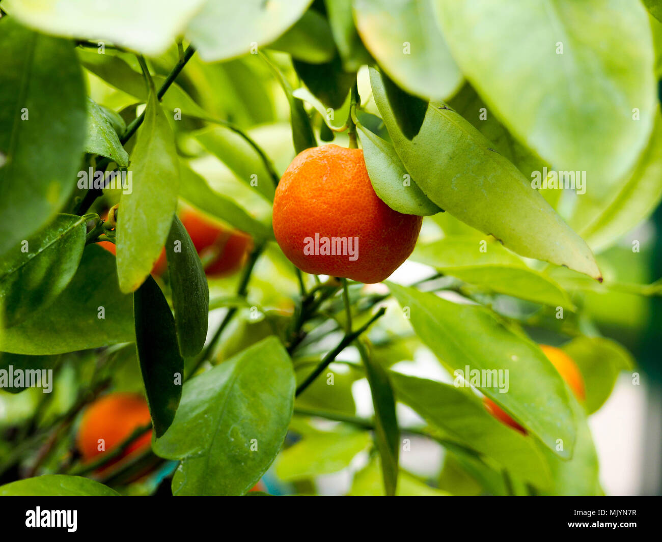 mandarin fruits on a tree, background, Ripe tangerines on a tree branch. Stock Photo