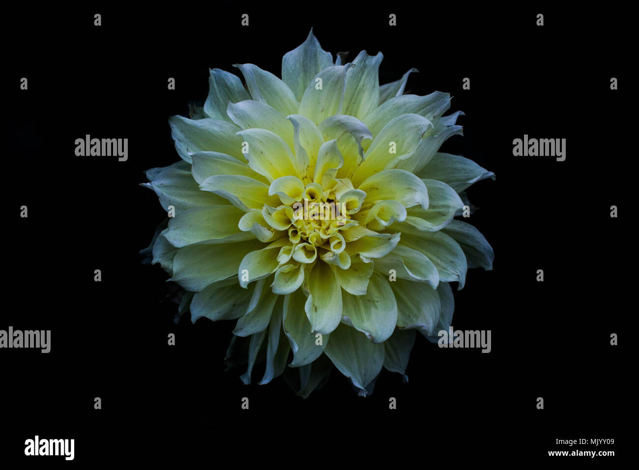 Blue dahlia flower white background hires stock photography and images