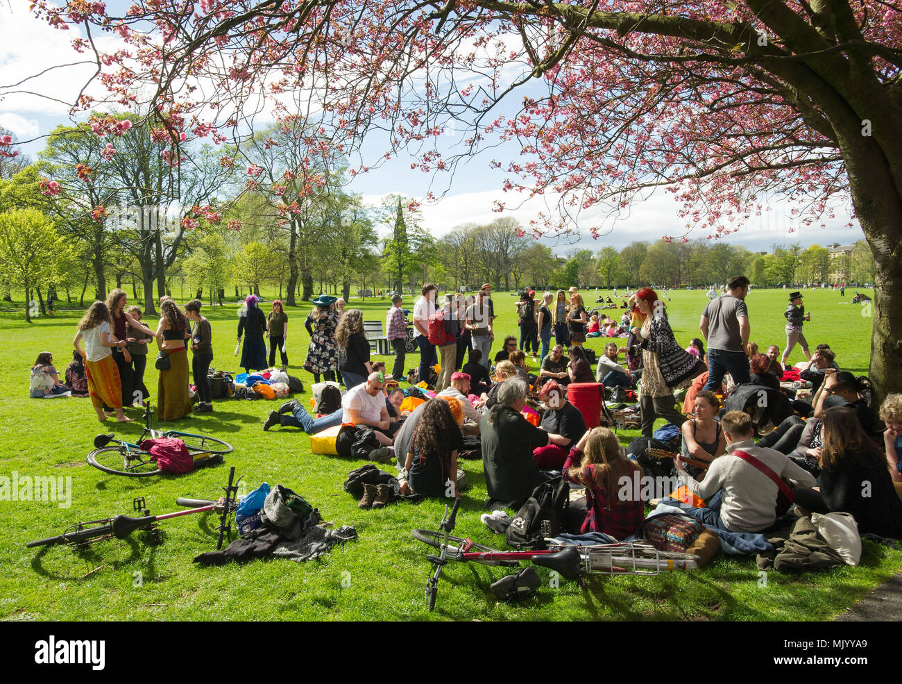 A group of people gathering under a Cherry Blossom tree in the Meadows during the May bank holiday weekend. Stock Photo