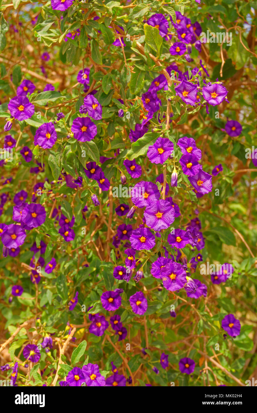 Solanum Rantonnetii or 'Royal Robe' evergreen shrub with Purple flowers. Found in the mediterranean region and frost intolerant. Stock Photo